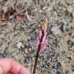 Dipodium sp. (A Hyacinth Orchid) at Yellow Pinch, NSW - 9 Nov 2024 by BethanyDunne