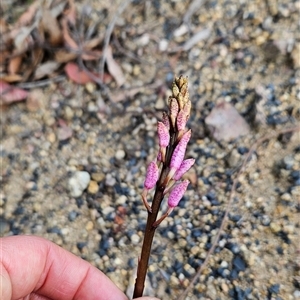 Dipodium sp. at Yellow Pinch, NSW - suppressed