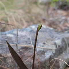 Cryptostylis sp. at Yellow Pinch, NSW - 8 Nov 2024 by BethanyDunne