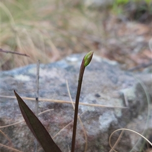 Cryptostylis sp. at Yellow Pinch, NSW - suppressed