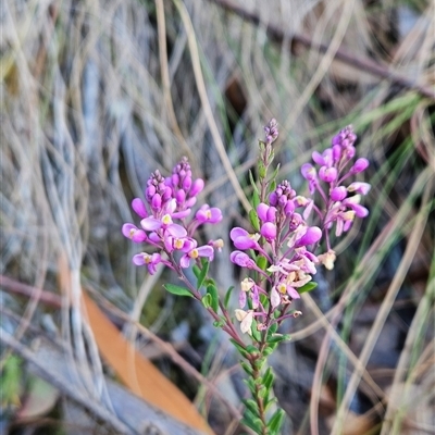 Comesperma ericinum (Heath Milkwort) at Yellow Pinch, NSW - 8 Nov 2024 by BethanyDunne