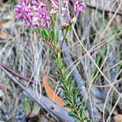 Comesperma ericinum at Yellow Pinch, NSW - 9 Nov 2024 07:32 AM