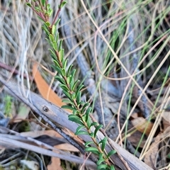 Comesperma ericinum at Yellow Pinch, NSW - 9 Nov 2024