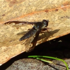 Aleucosia calophthalma (A bee-fly) at West Hobart, TAS - 8 Nov 2024 by VanessaC