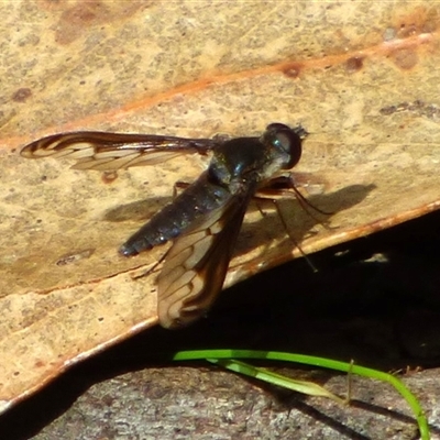 Aleucosia calophthalma (A bee-fly) at West Hobart, TAS - 8 Nov 2024 by VanessaC