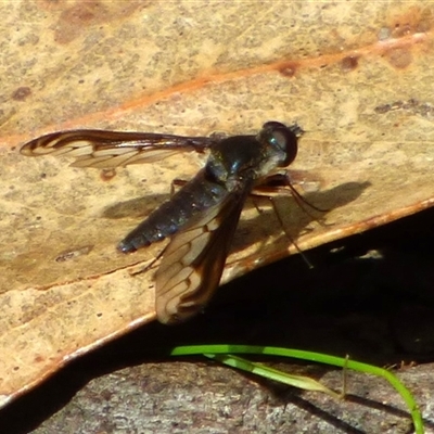 Aleucosia calophthalma at West Hobart, TAS - 8 Nov 2024 by VanessaC