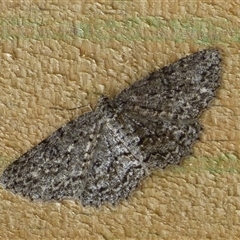 Unidentified Moth (Lepidoptera) at West Hobart, TAS - 8 Nov 2024 by VanessaC