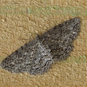 Ectropis fractaria at West Hobart, TAS - 8 Nov 2024 02:21 PM