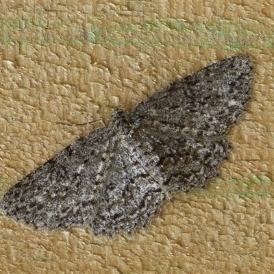 Unidentified Moth (Lepidoptera) at West Hobart, TAS - 8 Nov 2024 by VanessaC