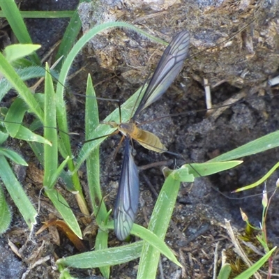 Unidentified Crane fly, midge, mosquito or gnat (several families) at West Hobart, TAS - 5 Nov 2024 by VanessaC