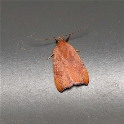 Tortricopsis uncinella (Wingia group) at Harrison, ACT - 6 Nov 2024 by DPRees125