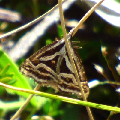 Dichromodes confluaria (Ceremonial Heath Moth) at West Hobart, TAS - 8 Nov 2024 by VanessaC