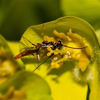 Unidentified Parasitic wasp (numerous families) at Higgins, ACT - 13 Sep 2024 by AlisonMilton