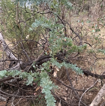 Acacia baileyana (Cootamundra Wattle, Golden Mimosa) at Watson, ACT - 7 Nov 2024 by waltraud