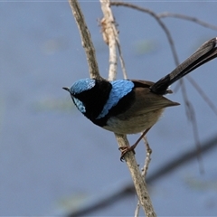 Malurus cyaneus (Superb Fairywren) at Splitters Creek, NSW - 9 Nov 2024 by PaulF