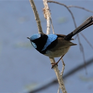 Malurus cyaneus (Superb Fairywren) at Splitters Creek, NSW by PaulF