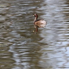 Tachybaptus novaehollandiae (Australasian Grebe) at Splitters Creek, NSW - 9 Nov 2024 by PaulF