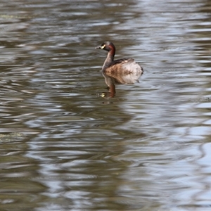 Tachybaptus novaehollandiae at Splitters Creek, NSW - 9 Nov 2024