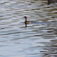 Tachybaptus novaehollandiae at Splitters Creek, NSW - 9 Nov 2024