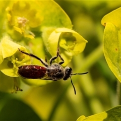 Lasioglossum (Parasphecodes) sp. (genus & subgenus) (Halictid bee) at Higgins, ACT - 13 Sep 2024 by AlisonMilton