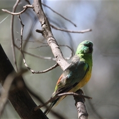 Psephotus haematonotus (Red-rumped Parrot) at Splitters Creek, NSW - 8 Nov 2024 by PaulF