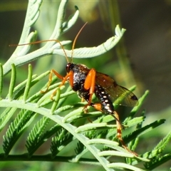 Echthromorpha intricatoria at West Hobart, TAS - 5 Nov 2024 by VanessaC