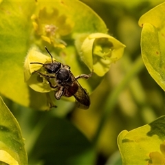 Unidentified Wasp (Hymenoptera, Apocrita) at Higgins, ACT - 13 Sep 2024 by AlisonMilton