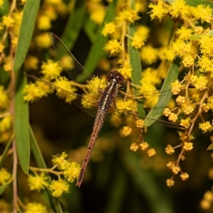 Diplacodes bipunctata at Higgins, ACT - 13 Sep 2024