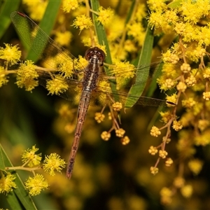 Diplacodes bipunctata at Higgins, ACT - 13 Sep 2024