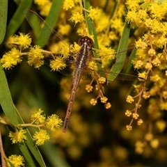 Diplacodes bipunctata at Higgins, ACT - 13 Sep 2024