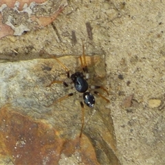 Habronestes sp. (genus) at West Hobart, TAS - 15 Nov 2024 03:24 PM