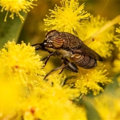 Stomorhina subapicalis at Higgins, ACT - 13 Sep 2024 by AlisonMilton