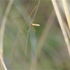 Tipulidae sp. (family) (Unidentified Crane Fly) at West Hobart, TAS - 31 Oct 2024 by VanessaC