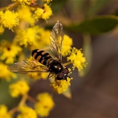 Melangyna viridiceps (Hover fly) at Higgins, ACT - 13 Sep 2024 by AlisonMilton