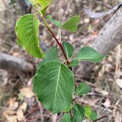 Pyrus calleryana at Watson, ACT - 7 Nov 2024 by waltraud