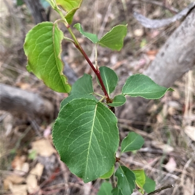 Pyrus calleryana at Watson, ACT - 7 Nov 2024 by waltraud