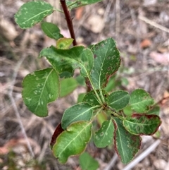 Pyrus calleryana at Watson, ACT - 7 Nov 2024