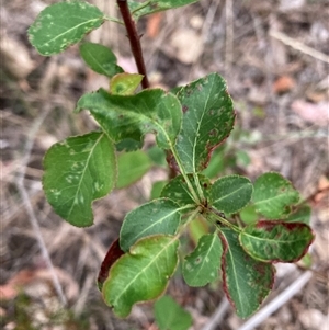 Pyrus calleryana at Watson, ACT - 7 Nov 2024