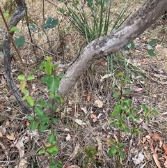 Pyrus calleryana at Watson, ACT - 7 Nov 2024 07:31 PM