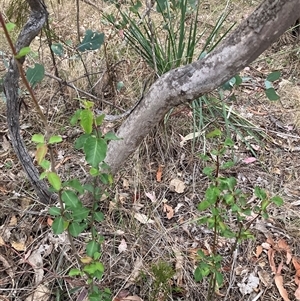 Pyrus calleryana at Watson, ACT - 7 Nov 2024