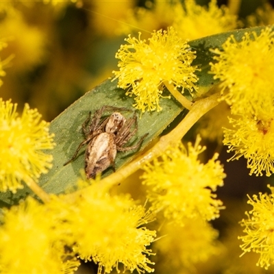 Oxyopes sp. (genus) (Lynx spider) at Higgins, ACT - 13 Sep 2024 by AlisonMilton