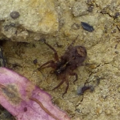 Unidentified Spider (Araneae) at West Hobart, TAS - 31 Oct 2024 by VanessaC