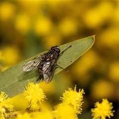 Helina sp. (genus) (Muscid fly) at Higgins, ACT - 13 Sep 2024 by AlisonMilton