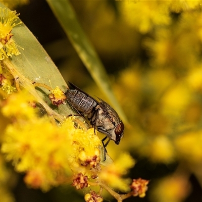 Stomorhina subapicalis (A snout fly) at Higgins, ACT - 13 Sep 2024 by AlisonMilton