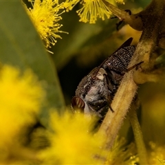 Stomorhina subapicalis at Higgins, ACT - 13 Sep 2024 12:00 PM