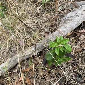 Viburnum tinus at Watson, ACT - 7 Nov 2024 06:28 PM