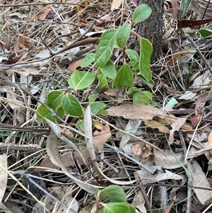 Viburnum tinus at Watson, ACT - 7 Nov 2024 06:28 PM