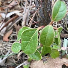 Viburnum tinus at Watson, ACT - 7 Nov 2024