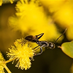 Camponotus aeneopilosus (A Golden-tailed sugar ant) at Higgins, ACT - 13 Sep 2024 by AlisonMilton