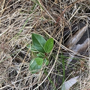 Viburnum tinus at Watson, ACT - 7 Nov 2024